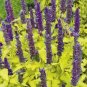 Agastache Foeniculum Golden Jubilee Golden Anise Hyssop Seeds Fresh Garden