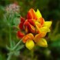 Lotus Corniculatus Birds Foot Trefoil Seeds Fresh Garden