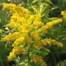 Solidago Canadensis Golden Baby Dwarf Goldenrod Seeds Fresh Garden