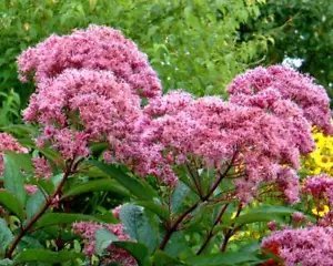 Eupatorium Cannabinum Holy Rope Seeds Fresh Garden