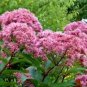 Eupatorium Cannabinum Holy Rope Seeds Fresh Garden