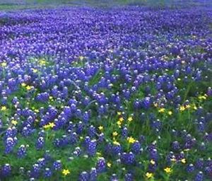 Lupinus Texensis Texas Bluebonnet Seeds Fresh Garden