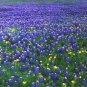 Lupinus Texensis Texas Bluebonnet Seeds Fresh Garden