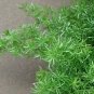 Asparagus Sprengeri Hardy Form Hardy Asparagus Fern Seeds Fresh Garden