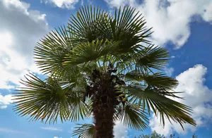 Trachycarpus Fortunei Bulgaria Windmill Palm Hardy Seeds Fresh Garden