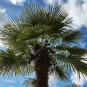 Trachycarpus Fortunei Bulgaria Windmill Palm Hardy Seeds Fresh Garden