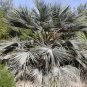 Brahea Armata Blue Hesper Palm Very Cold Hardy Seeds Fresh Garden
