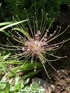 Allium Schuberti Persian Onion Seeds Fresh Garden