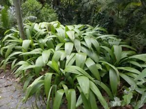 Curculigo Syn Molineria Capitulata Palm Grass Seeds Fresh Garden