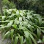 Curculigo Syn Molineria Capitulata Palm Grass Seeds Fresh Garden