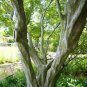 Carpinus Carolinana American Hornbeam Tree Seeds Fresh Garden
