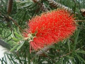 Callistemon Rigidus Hardy Red Bottlebrush Seeds Fresh Garden