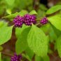 Callicarpa Americana American Beautyberry Bush Seeds Fresh Garden