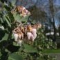 Arctostaphyllos Viscida White Leaved Manzanita Exotic Seeds Fresh Garden