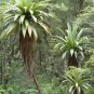 Cordyline Indivisa Mountain Cabbage Tree Exotic Seeds Fresh Garden