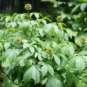 Eleutherococcus Senticosus Siberian Ginseng Hardy Exotic Seeds Fresh Garden