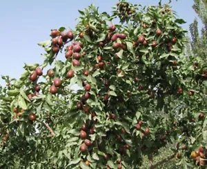 Ziziphus Jujuba Jujube Fruit Tree Seeds Fresh Garden