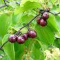 Ziziphus Mucronata Buffalo Thorn Fruit Tree Seeds Fresh Garden