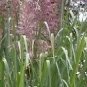 Saccharum Arundinaceum Hardy Sugar Cane Grass Seeds Fresh Garden