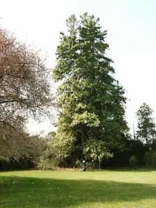 Pinus Excelsa Himalayan Pine Seeds Fresh Garden