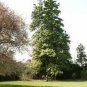 Pinus Excelsa Himalayan Pine Seeds Fresh Garden
