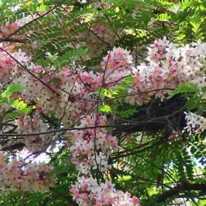 Cassia Grandis Pink Shower Tree Light Pink Flowers Seeds Fresh Garden