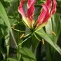 Gloriosa Rothschildiana Gloriosa Lily Vine Seeds Fresh Garden