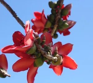 Bombax Ceiba Red Cotton Tree Seeds Fresh Garden