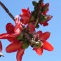 Bombax Ceiba Red Cotton Tree Seeds Fresh Garden