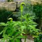 Arisaema Tortuosum Whipcord Jack In The Pulpit Seeds Fresh Garden