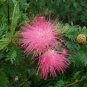 Albizia Saman Raintree Seeds Fresh Garden