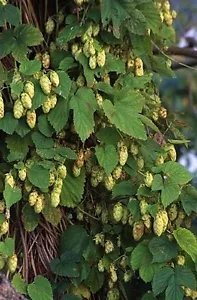 Humulus Lupulus Tettnang Hops Vine Seeds Fresh Garden