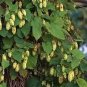 Humulus Lupulus Tettnang Hops Vine Seeds Fresh Garden