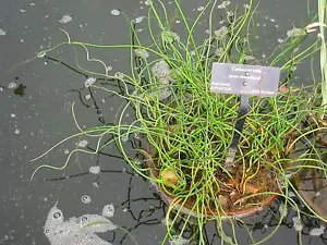Juncus Effusus Spiralis Corkscrew Rush Seeds Fresh Garden