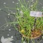 Juncus Effusus Spiralis Corkscrew Rush Seeds Fresh Garden