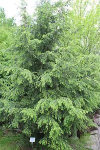 Tsuga Canadensis Eastern Hemlock Tree Seeds Fresh Garden