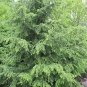 Tsuga Canadensis Eastern Hemlock Tree Seeds Fresh Garden