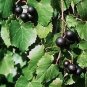 Vitis Rotundifolia Purple Muscadine Grape Seeds Fresh Garden
