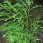 Sequoia Sempervirens Coast Redwood Seeds Fresh Garden