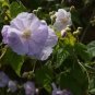 Abutilon Vitifolium Unique Perennial Seeds Fresh Garden
