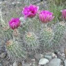 Echinocereus Fendleri Hardy Hedgehog Cactus Seeds Fresh Garden