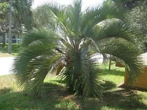 Butia Odoratus Cold Hardy Jelly Palm Seeds Fresh Garden
