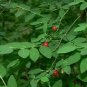 Vaccinium Parviflorum Red Huckleberry Shrub Seeds Fresh Garden