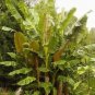 Musa Sikkimensis Hardy Banana Exotic Seeds Fresh Garden