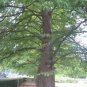 Taxodium Distichum Bald Cypress Seeds Fresh Garden