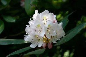 Rhododendron Maximum Rhododendron Seeds Fresh Garden