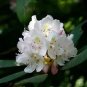 Rhododendron Maximum Rhododendron Seeds Fresh Garden