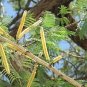 Acacia Catechu Cutch Tree Exotic Seeds Fresh Garden