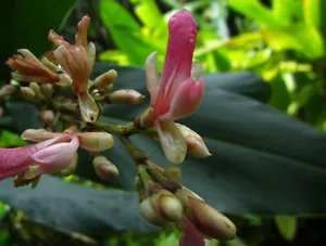 Alpinia Nigra Unusual Ginger Seeds Fresh Garden
