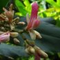 Alpinia Nigra Unusual Ginger Seeds Fresh Garden